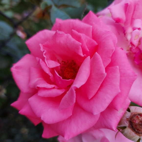 𓆸 Latest Statistics 𓆸 - Picture 16 of 16